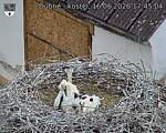 Capi_Dubne_20260616_174504.jpg