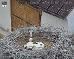 Capi_Dubne_20260616_175004.jpg