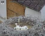 Capi_Dubne_20260616_175502.jpg