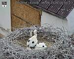 Capi_Dubne_20260616_180003.jpg