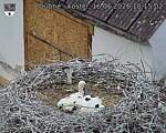 Capi_Dubne_20260616_181502.jpg