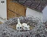 Capi_Dubne_20260616_182002.jpg