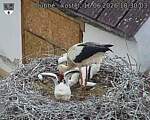 Capi_Dubne_20260616_183003.jpg