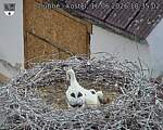 Capi_Dubne_20260616_183502.jpg