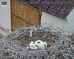 Capi_Dubne_20260616_184004.jpg