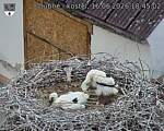 Capi_Dubne_20260616_184503.jpg
