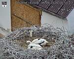 Capi_Dubne_20260616_185003.jpg