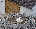Capi_Dubne_20260616_185502.jpg