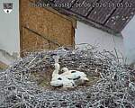 Capi_Dubne_20260616_190502.jpg