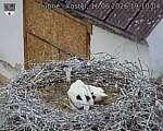 Capi_Dubne_20260616_191004.jpg