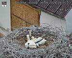 Capi_Dubne_20260616_192503.jpg
