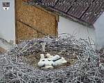 Capi_Dubne_20260616_193002.jpg