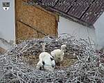 Capi_Dubne_20260616_195002.jpg