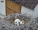 Capi_Dubne_20260616_195504.jpg