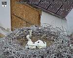 Capi_Dubne_20260616_200003.jpg