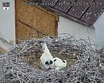 Capi_Dubne_20260616_200504.jpg