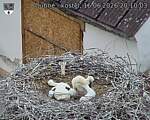 Capi_Dubne_20260616_201003.jpg