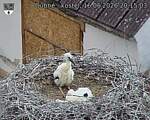 Capi_Dubne_20260616_201503.jpg