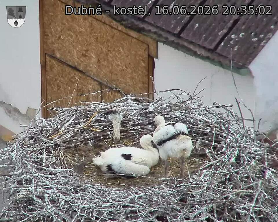 Capi_Dubne_20260616_203502.jpg (1350&nbsp;x&nbsp;1080)