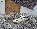 Capi_Dubne_20260616_203502.jpg