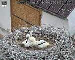 Capi_Dubne_20260616_204502.jpg