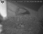 Capi_Dubne_20260617_000002.jpg