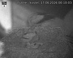 Capi_Dubne_20260617_001003.jpg