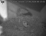 Capi_Dubne_20260617_001502.jpg