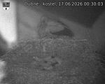 Capi_Dubne_20260617_003003.jpg