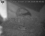 Capi_Dubne_20260617_004502.jpg