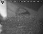 Capi_Dubne_20260617_010003.jpg
