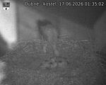 Capi_Dubne_20260617_013503.jpg