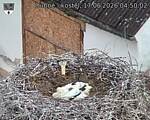 Capi_Dubne_20260617_045002.jpg
