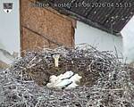 Capi_Dubne_20260617_045503.jpg