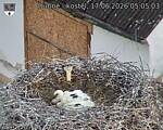 Capi_Dubne_20260617_050503.jpg