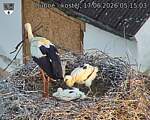 Capi_Dubne_20260617_051503.jpg