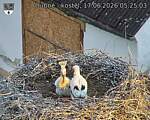 Capi_Dubne_20260617_052503.jpg