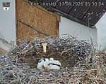 Capi_Dubne_20260617_053004.jpg