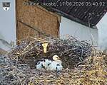 Capi_Dubne_20260617_054002.jpg