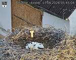 Capi_Dubne_20260617_054504.jpg
