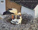 Capi_Dubne_20260617_060502.jpg