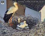 Capi_Dubne_20260617_061003.jpg