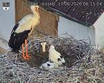 Capi_Dubne_20260617_061504.jpg
