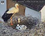 Capi_Dubne_20260617_062503.jpg