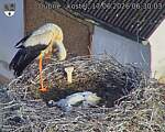 Capi_Dubne_20260617_063003.jpg