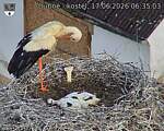 Capi_Dubne_20260617_063503.jpg