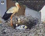 Capi_Dubne_20260617_064504.jpg