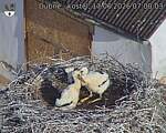Capi_Dubne_20260617_070003.jpg