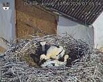 Capi_Dubne_20260617_070504.jpg