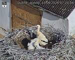 Capi_Dubne_20260617_072004.jpg